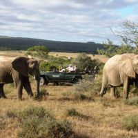 elefanten-in-südafrika