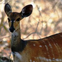 tiere-in-südafrika