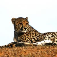 gepard-ruht-sich-aus