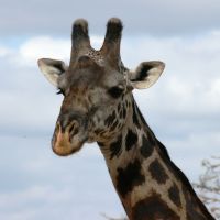 giraffenkopf