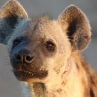 hyäne-in-südafrika