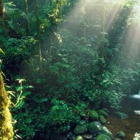 monteverde-bosque-nuboso