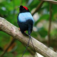 long-tailed-manakin