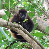 charco-verde-monkey