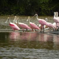 roseate-spoonbill