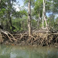 los-haitises---national-park,-mangroves,-flora,-nature,-tree,
