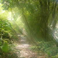 Trail in Panama trail-in-panama