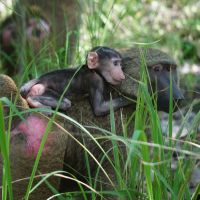 baboons-at-shai-hills-game-reserve.jpg