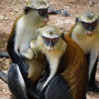 tafi-atome-monkey-sanctuary.jpg