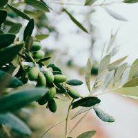nazar-hrabovyi-lIuxlN0zSjs-unsplash nazar-hrabovyi-liuxln0zsjs-unsplash