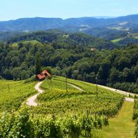 f000168-10-vinska-cesta-4176-orig-jpg-photo-m