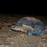 rekawa-turtle