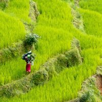 Felder in Nepal felder-in-nepal