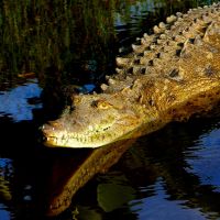 great-american-crocodile.jpg