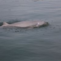 delfin-1.jpg