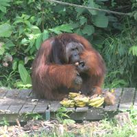 orang-utan-isst-bananen