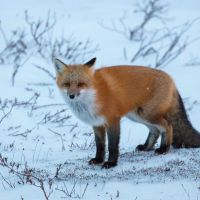 red-fox-on-tour