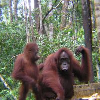 borneo---mom-and-baby-orangutan