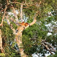 Borneo - Proboscis monkeys borneo---proboscis-monkeys