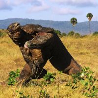 Edit_Komodo Fighting 1 edit-komodo-fighting-1