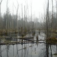 artek.-orzechowski---urwald,-erlenbruchwald.jpg
