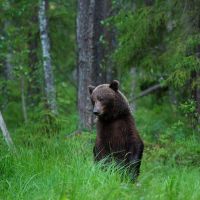 braunbär-in-estland