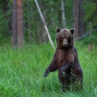 stehender-braunbär