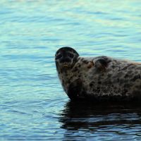 Robbe in Estland robbe-in-estland