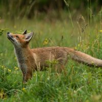 fuchs-in-estland