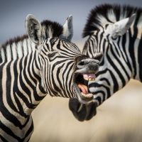 Tiere-50 tiere-50