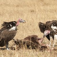 Greifvögel greifvögel