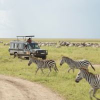 zebras-vor-jeep