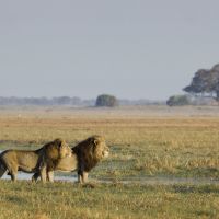 busanga-plains-