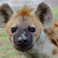 hyena.jpg