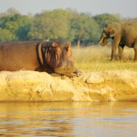 hippo-and-elephant.jpg