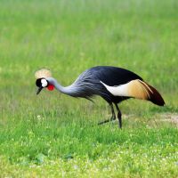 crowned-crane