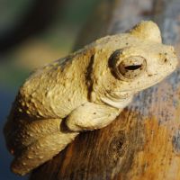 reed-frog.jpg