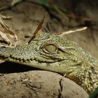 baby-croc.jpg