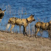 wild-dogs