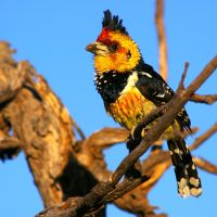 crested-barbet