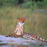 kafue-cheetah.jpg