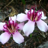 strophantus-flower.jpg