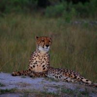 kafue-gepard.jpg