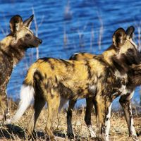 wild-dogs-1
