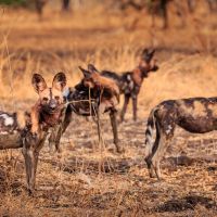 Wild Dog South Luangwa wild-dog-south-luangwa