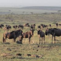 büffel-in-afrika