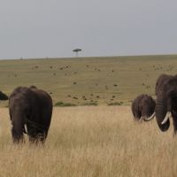 elefanten-in-der-ebene