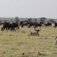 büffel-und-zebras-in-kenia