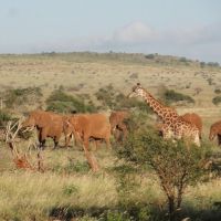 elefanten-und-giraffen-in-kenia
