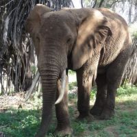elefant-in-kenia.jpg